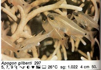 Apogon gilberti